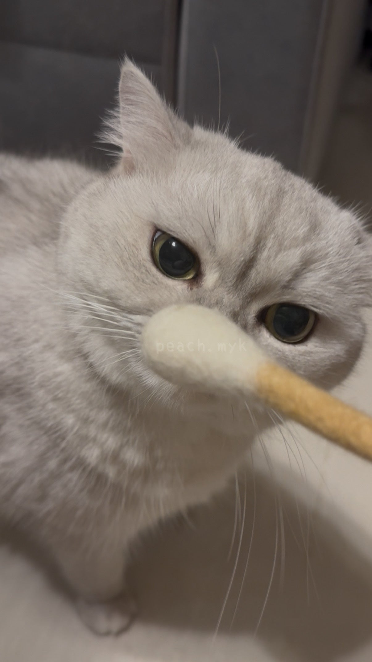 羊毛制貓薄荷棉花棒
